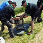 Sunday (Nedea dospel) - (29st May 2016) - Adults competition and weighting of catches