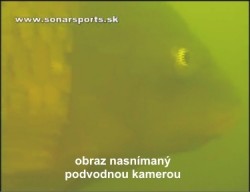 ryba odfoten podvodnou kamerou 