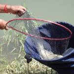 Browning Feeder Cup 2015_1000.JPG