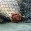 Pekelne účinné boilies Pekelne účinné boilies