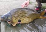 QUANTUM_RADICAL_Boilies_CUP_14.-17.4.2016_6..jpg