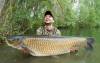 Carp Food - pre maškrtné kapry a amury Carp Food - pre maškrtné kapry a amury