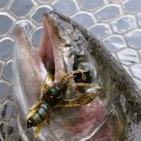 Novinka: Nstraha na pstruhy FishUp Real Craw