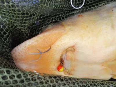 Aprílový method feeder - SCOPEX nesklame!