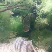 Dravce – moderné systémy lovu Dravce – moderné systémy lovu