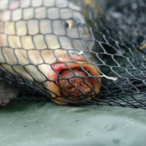 Pekelne účinné boilies
