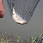 Browning Feeder Cup 2015_0999.JPG