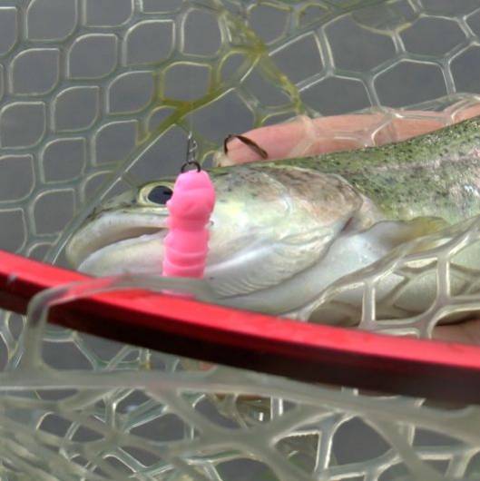 Skladom nástrahy PUPA a nové modely SALMO