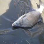 Browning Feeder Cup 2015_1114.JPG