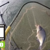 Feeder: Lov pleskáča na feeder na Zemplínskej Šírave Feeder: Lov pleskáča na feeder na Zemplínskej Šírave