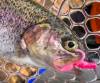 Pstruhové nástrahy FishUp sú stávkou na istotu Pstruhové nástrahy FishUp sú stávkou na istotu