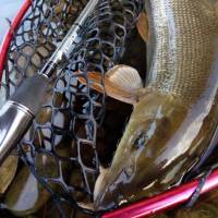 Novinka: pr�ty Sportex Graphenon