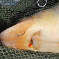 Aprílový method feeder - SCOPEX nesklame!