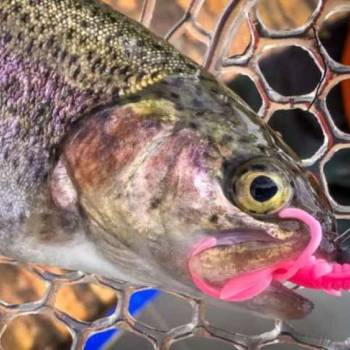 Pstruhov nstrahy FishUp s stvkou na istotu
