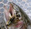 Novinka: Nástraha na pstruhy FishUp Real Craw Novinka: Nástraha na pstruhy FishUp Real Craw