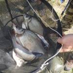 Browning Feeder Cup 2015_1007.JPG