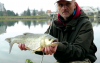 Kaprovitý dravec Kaprovitý dravec