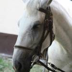 De� venovan� DE�OM - fotogal�ria 212_Workshop 2014.JPG