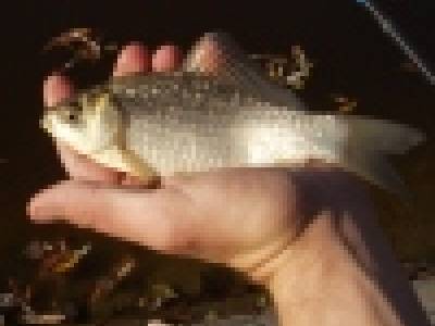 Strieborný poklad Strieborný poklad