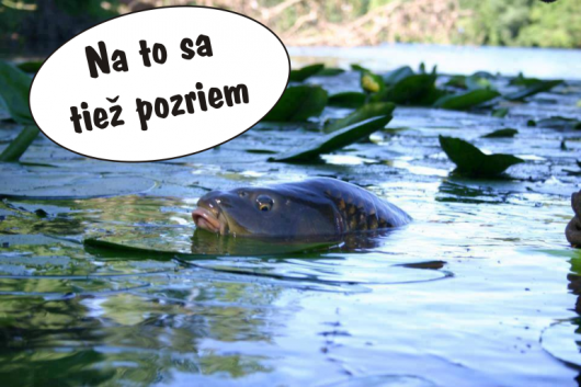 Opäť sme naskladnili obľúbené sety na lov kapra Opäť sme naskladnili obľúbené sety na lov kapra
