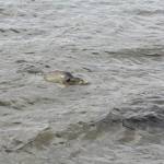 De� venovan� DE�OM - fotogal�ria 131_Workshop 2014.JPG