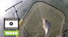 Feeder: Lov pleskáča na feeder na Zemplínskej Šírave Feeder: Lov pleskáča na feeder na Zemplínskej Šírave