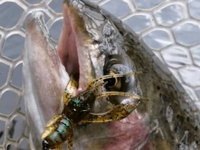 Novinka: Nástraha na pstruhy FishUp Real Craw