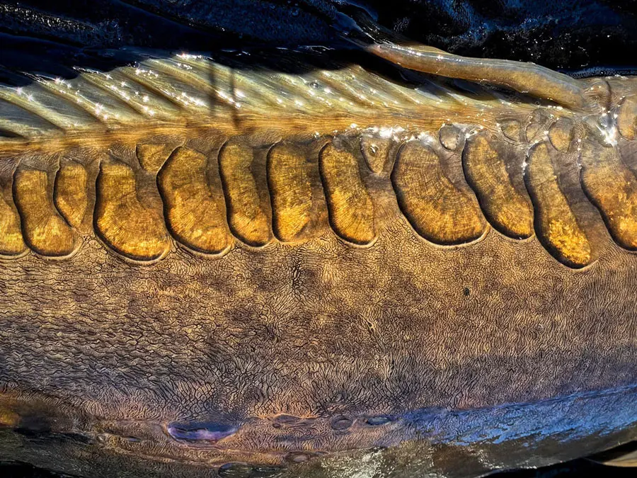 Technick� parametre kaprov�ch pr�tov SPORTEX 2026