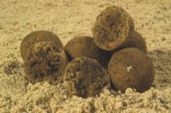 Boilies zmes Energy&Marine mix