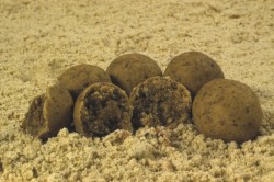 Boilies zmes Japanese Squid&Fish mix