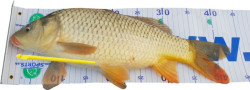 Rybrsky meter podloka 100x50 cm + uvoova hikov