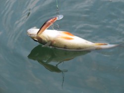 Salmo rybarske voblery  Minnow M9F