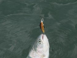 Salmo rybarske voblery  Minnow M9F