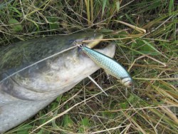 Salmo rybarske voblery  perch PH14F