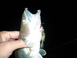 5cm Janky- Ayu Shiner