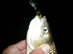 5cm Janky- Ayu Shiner