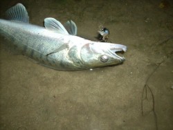 5cm Janky- Ayu Shiner