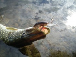 5cm Janky- Ayu Shiner
